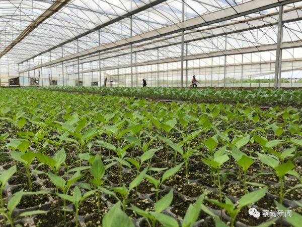 蔡甸抢育1000万株蔬菜种苗提供给种植户