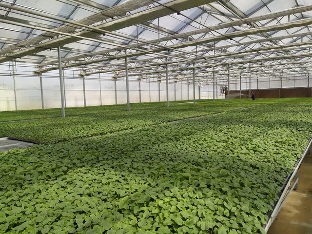 通过智能温室大棚培育出的本土蔬菜苗,采用苗床自动化喷淋系统技术,配