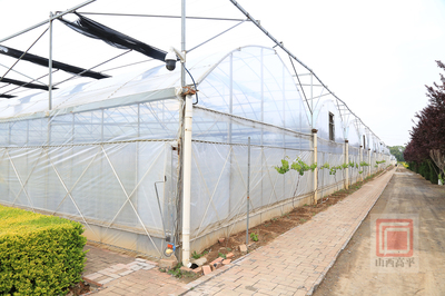 马村普华园区:智能化赋能新农业 推动苗木果蔬一体化发展